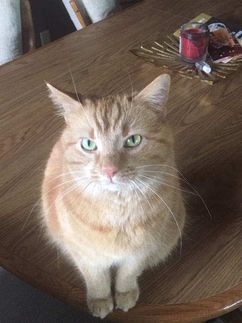 Orange cat with green eyes on table
