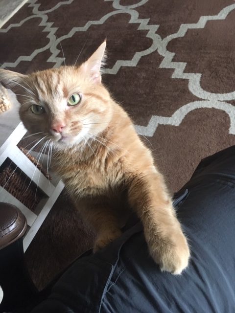 Orange cat with green eyes standing