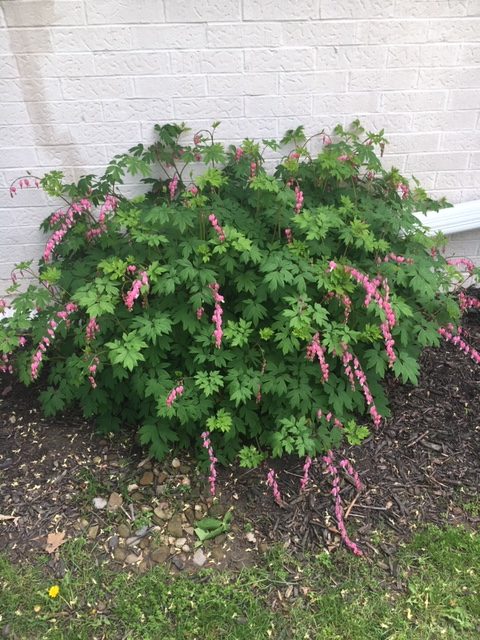 Bleeding heart bush with pink flowers