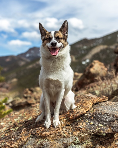 Happy dog on mountain hike
