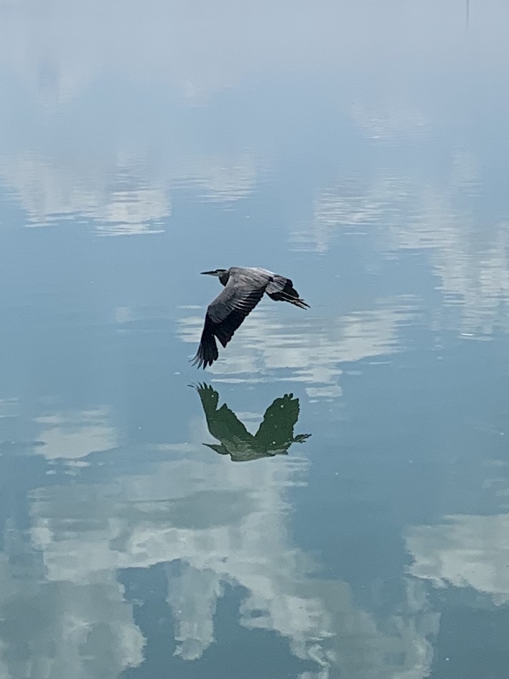 Bird in flight with reflection