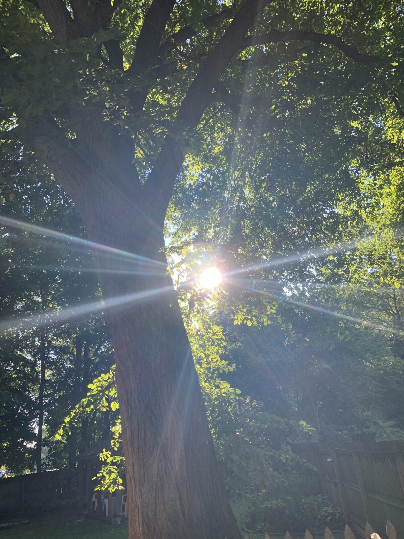 Golden sunbeams pierce through a canopy of green
