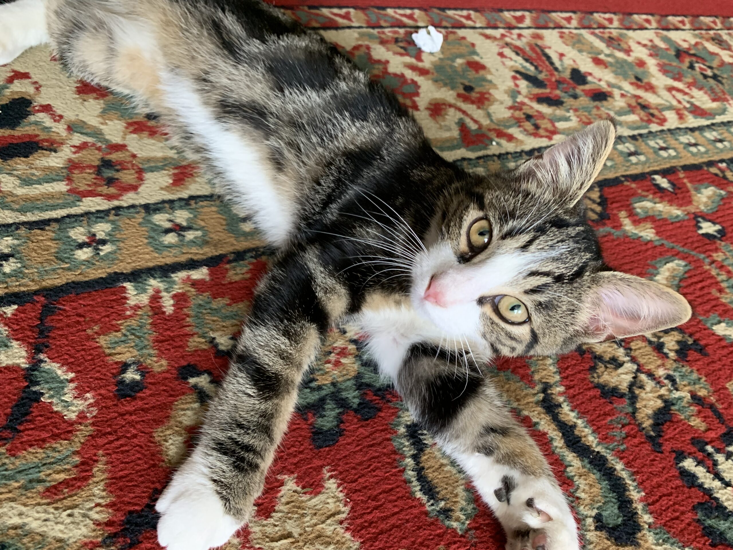 Tabby kitten relaxing on red patterned rug