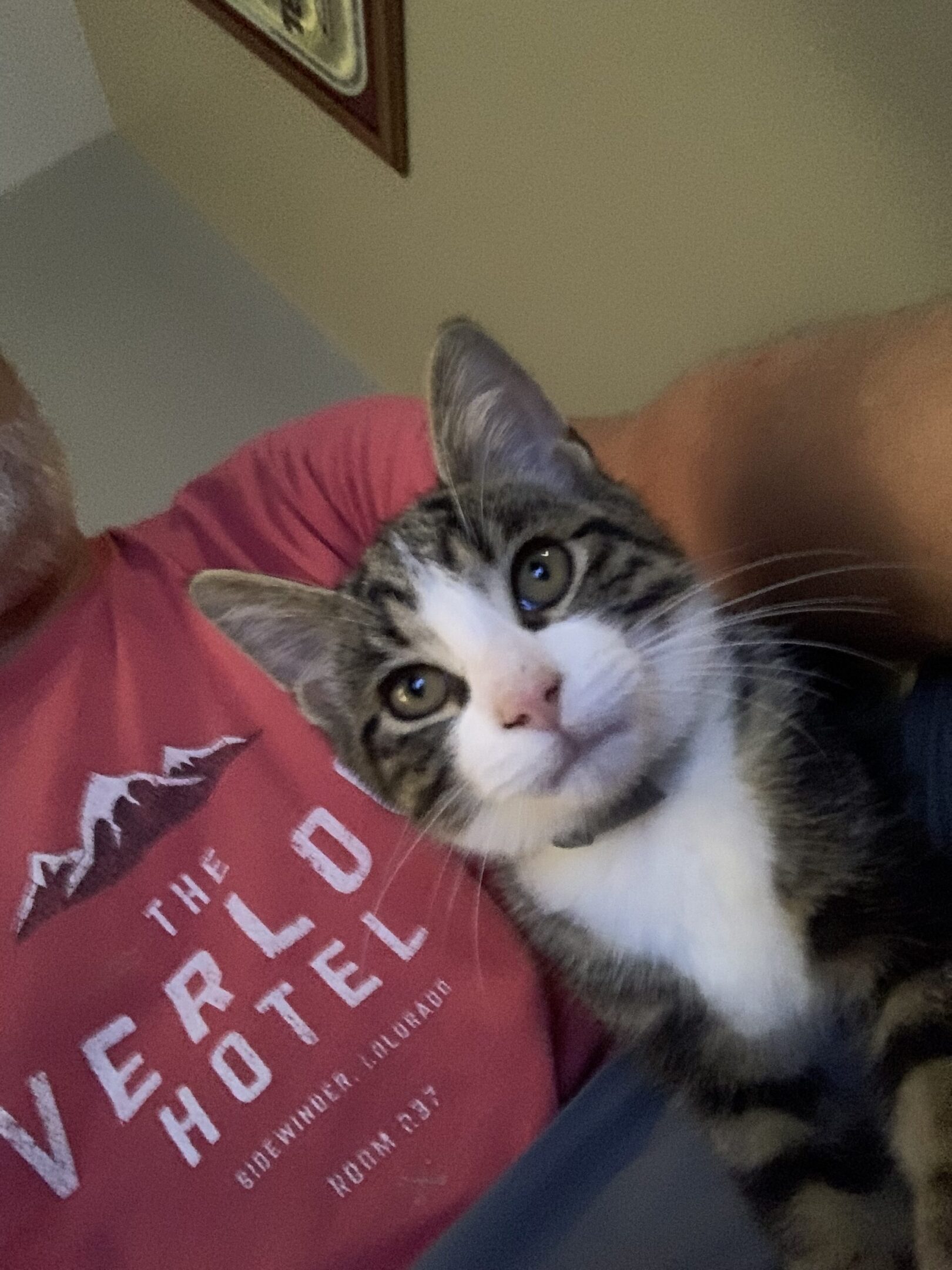 Tabby and white kitten on lap