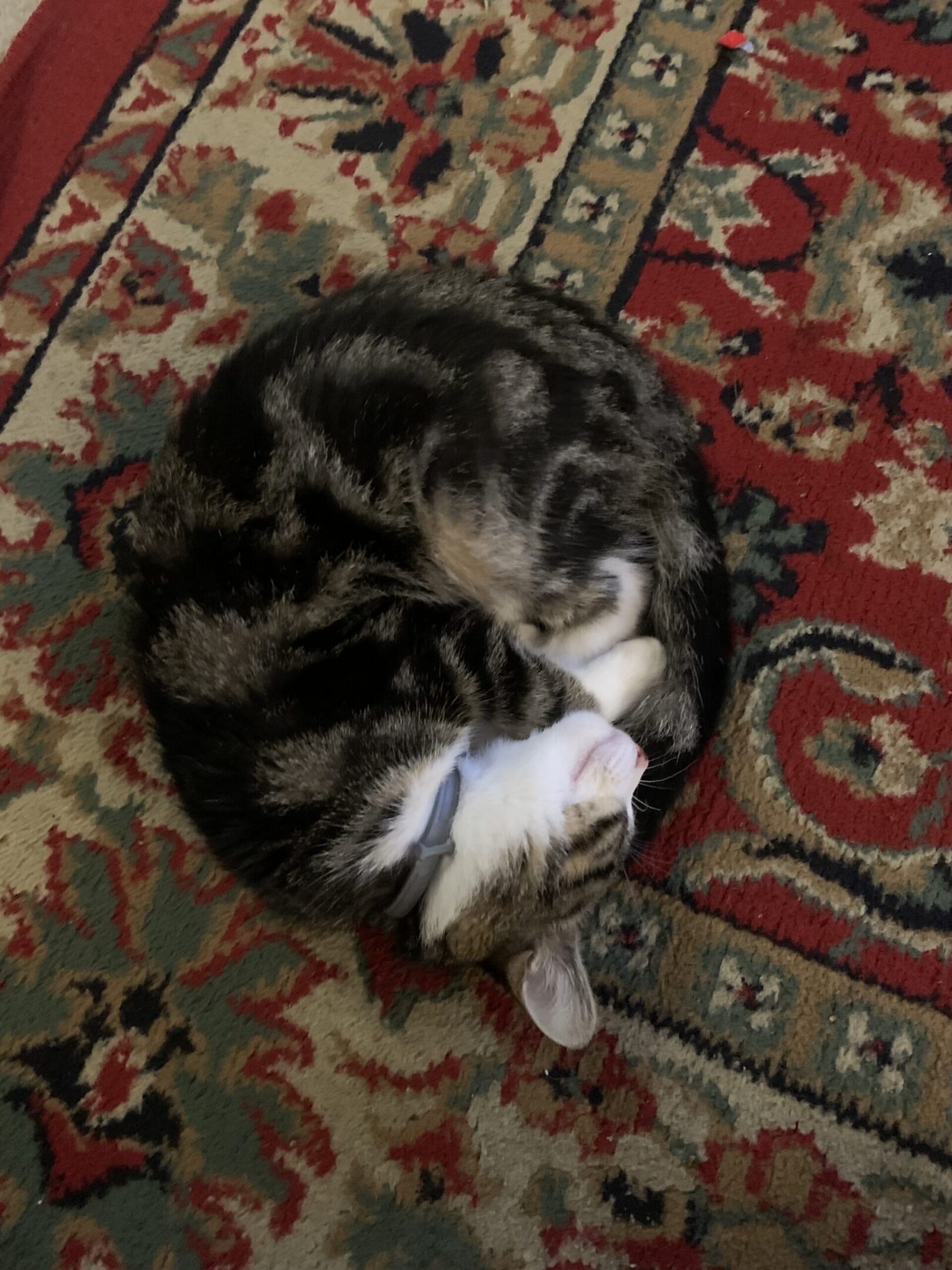 Sleeping tabby cat on patterned rug