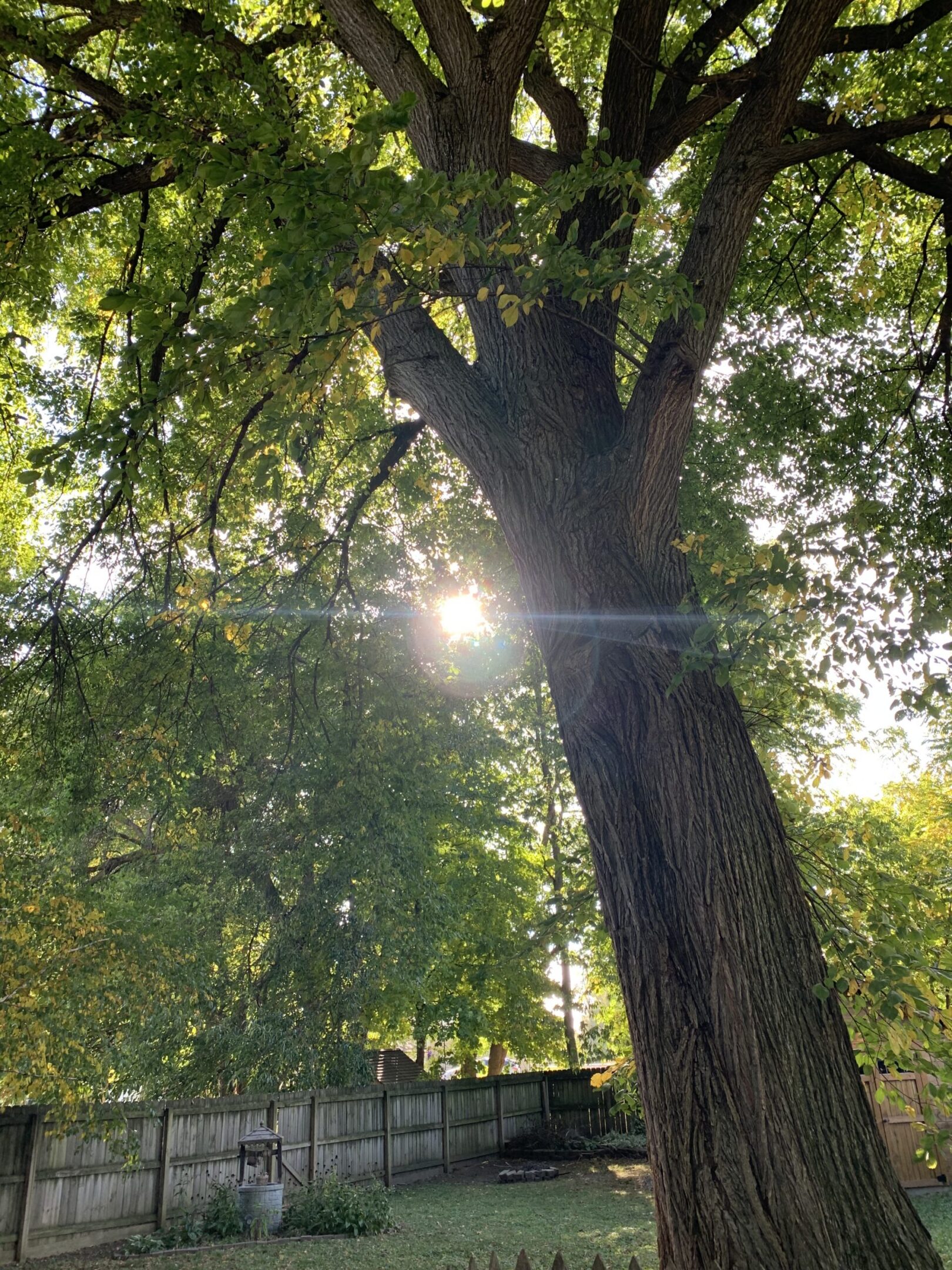 Sunlight through green tree leaves