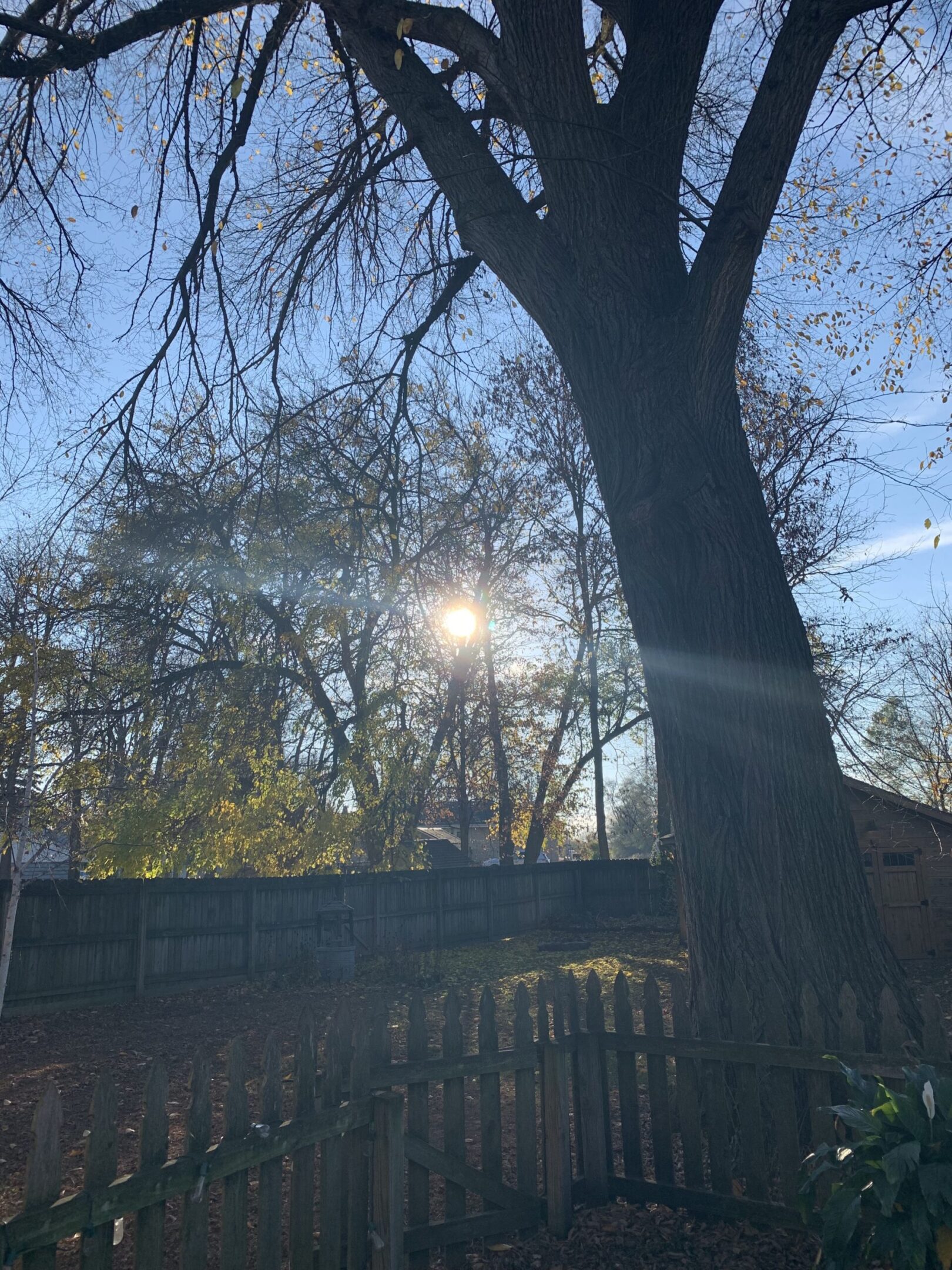 Fall leaves and sun flare